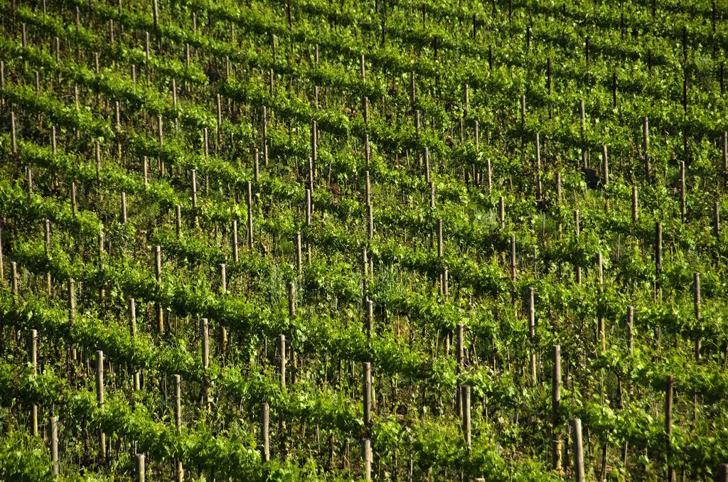 Agriturismo Poggio Bonelli Castelnuovo Berardenga Exterior photo